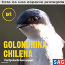 Golondrina Chilena