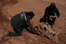 SAG descarta participación de terceros en la muerte de vicuñas encontradas en sector Paso Jama