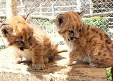 Dos ejemplares de puma -una hembra y un macho- de dos meses de edad, fueron hallados por un particular en el sector El Piche, en la comuna de Illapel. Tras percatarse del mal estado de los animales, los trasladó hasta las dependencias de su vivienda particular para brindarles los primeros auxilios.