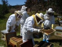 Funcionarios del Servicio Agrícola y Ganadero (SAG) de la Región del Maule llevaron a cabo una charla informativa para apicultores exportadores de miel de la región. Dicha capacitación fue dirigida principalmente a apicultores existentes en el Registro de Mieles de Exportación (RAMEX) y Trazabilidad del SAG, y se desarrolló en la ciudad de Curicó. 