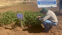 Productores de papa visitan ensayos de nuevas variedades en la provincia de Arauco