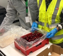 SAG Araucanía certificó más de 2 mil toneladas de cerezas en la reciente temporada 