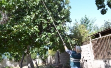 SAG logra erradicar mosca de la fruta en Copiapó