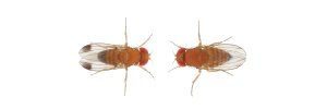 Drosófila de alas manchadas (Drosophila suzukii)
