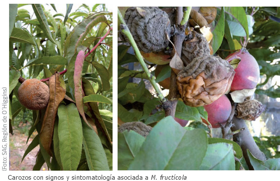 Carozos con signos y sintomatología asociada a M. fructicola