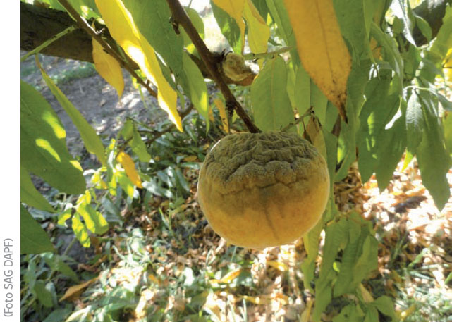 Frutos de duraznero con pudrición parda y desarrollo de micelio de M. fructicola