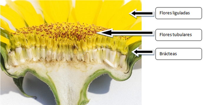  Biología del cultivo de maravilla | SAG