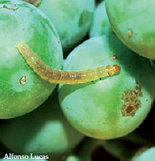 Larva