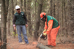 AT - Ámbito Forestal