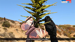 SAG Educa - Tordo y mariposa del chagual: Aves que colaboran en la polinización
