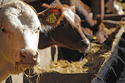 Pecuaria - Alimentos y medicamentos de uso animal