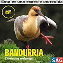 Bandurria