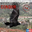 Cóndor