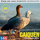 Caiquén