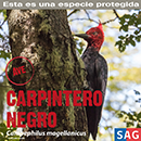 Carpintero Negro