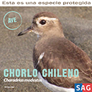 Chorlo Chileno