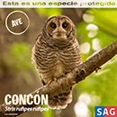 Concón