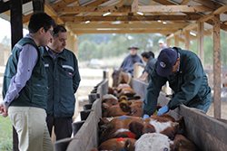 Negociaciones - Cooperación internacional División de Protección Pecuaria