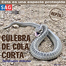 Culebra de Cola Corta