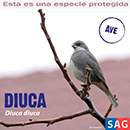 Diuca