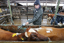 AT - Entidades capacitadoras de encargados de los animales según normativa de protección animal