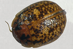 Forestal - Escarabajo tortuga del eucalipto - Trachymela sloanei (Blackburn), (Coleoptera: Chrysomelidae)