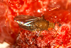 Agricola - Plataforma colaborativa de la plaga Drosophila suzukii