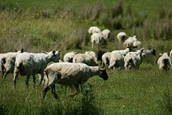 Pecuaria - Estrategia de Prevención de Introducción de Enfermedades Exóticas en Campos de Pastoreo Cordillerano