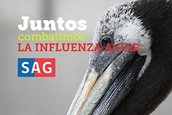 Juntos combatimos la influenza aviar