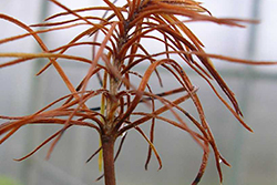 Forestal - Fusarium circinatum Nirenberg & O´Donnell (Hypocreales: Nectriaceae)