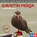 Gaviotín Monja
