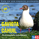 Gaviota Cáhuil