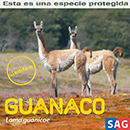 Guanaco