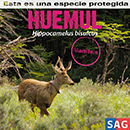 Huemul