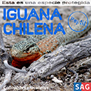 Iguana Chilena