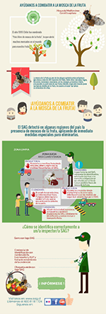 Infografía Mosca de la fruta