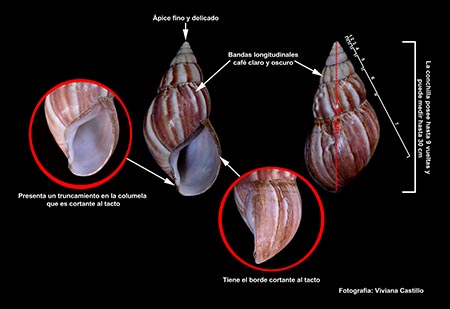 Lamina_caracol_1