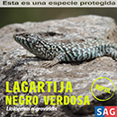 Lagartija Negro Verdosa