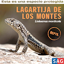 Lagartija de los Montes