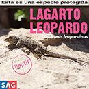 Lagarto Leopardo