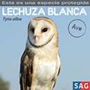 Lechuza Blanca