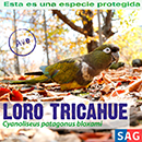 Loro Tricahue