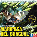Mariposa del Chagual