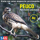 Peuco