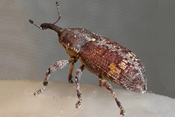 Forestal - Pissodes castaneus (De Geer) (Coleoptera: Curculionidae). Gorgojo de la corteza del pino