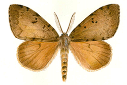 Forestal - Polilla gitana -  Lymantria dispar (Linnaeus) (Lepidoptera: Erebidae)