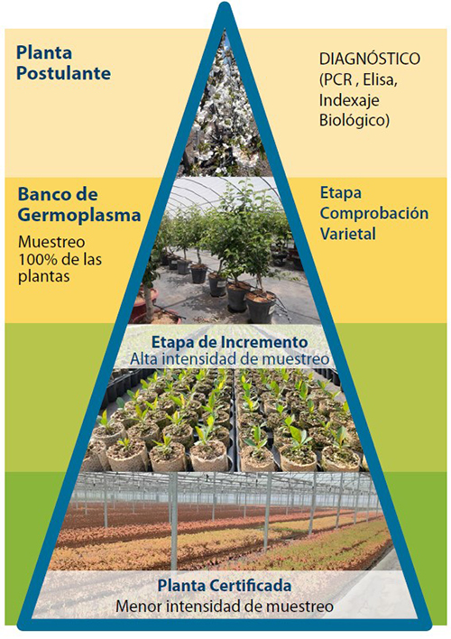 Programa de Certificación de Plantas Frutales