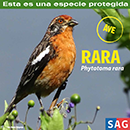 Rara