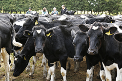 Pecuaria - Sistema de Información Pecuaria y trazabilidad animal