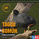 Tagua Comun